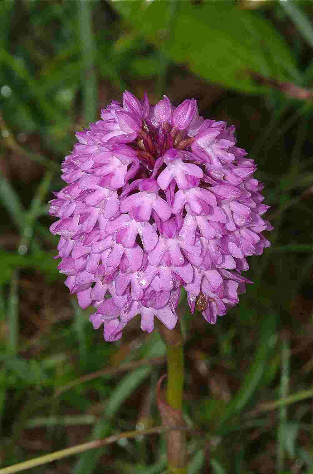 Pyramidal Orchid - Keith Cunningham